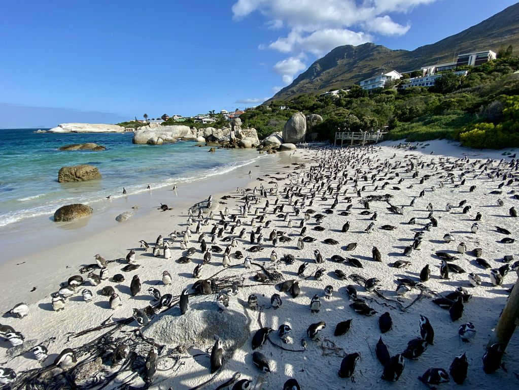 Boulders Beach Zuid Afrika groepsrondreis 3